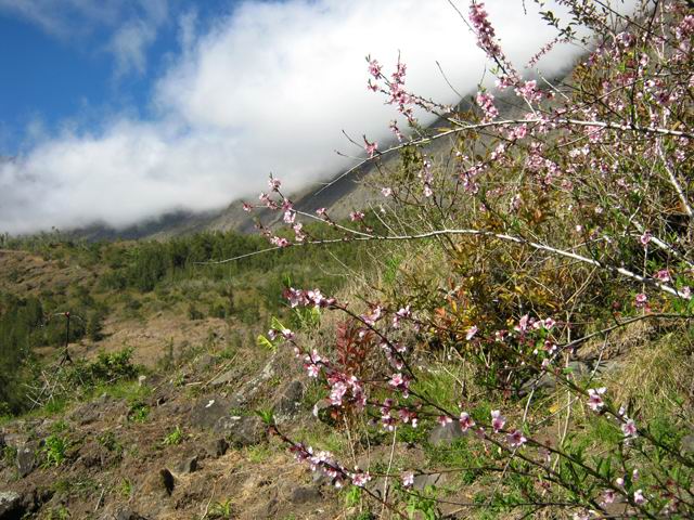 Arrivée à Roche Plate sous les pêchers en fleurs