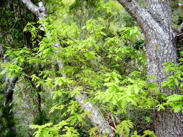 Le Plateau des Chênes porte bien son nom