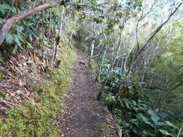 Agréable sentier vers le Plateau des Chênes