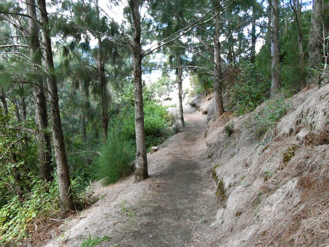 Une partie du sentier passe sous les filaos avant de redescendre vers le Bras Rouge