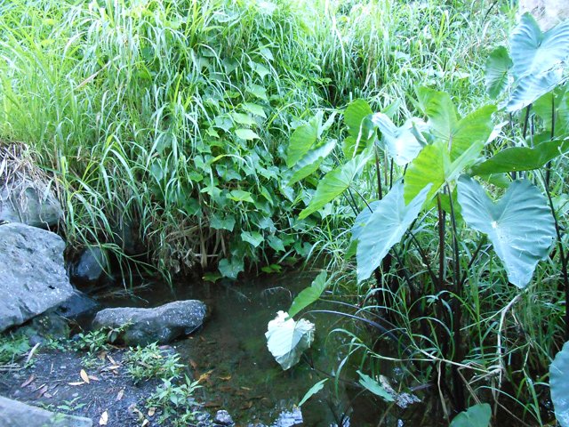 Quelques coins plus calmes sont envahis de papyrus et taros