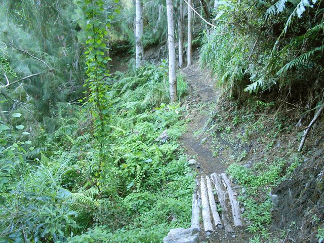 Descente dans les filaos le long du Bras Calebasse