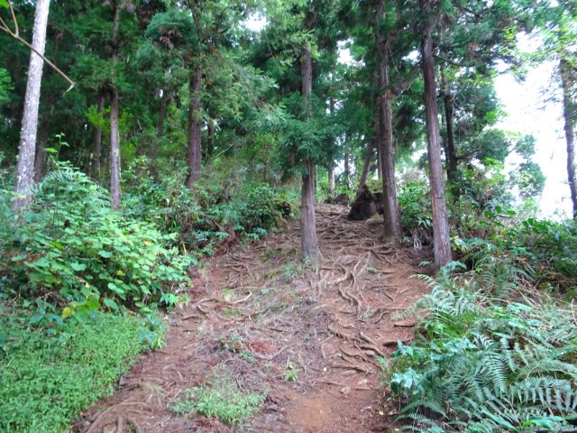 Forte pente, toujours sous les cryptomerias