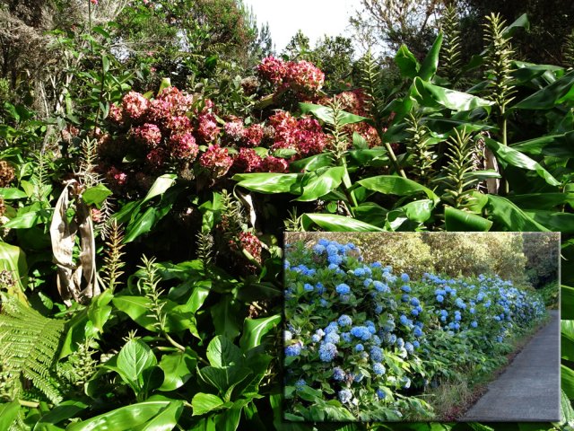 Les beaux hortensias sont désormais recouverts de longoses