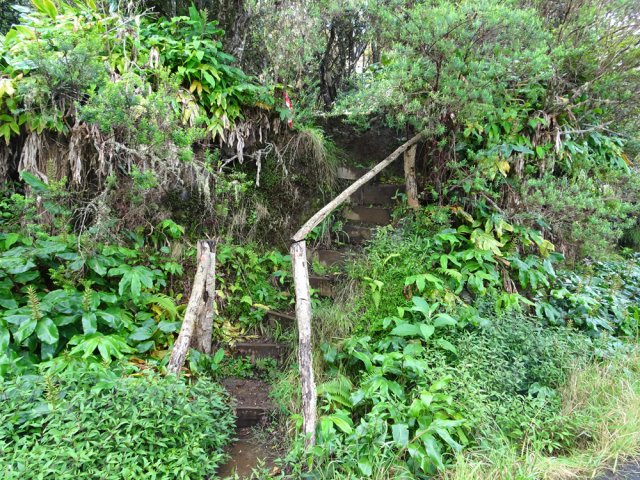 Un escalier pour retrouver le sentier à partir de la route forestière