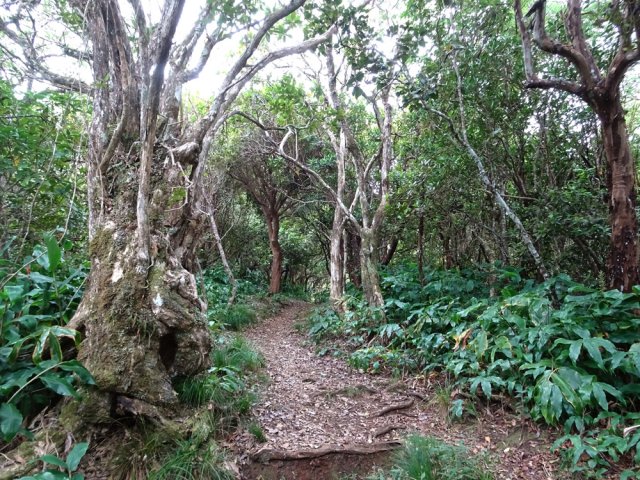 On rencontre de magnifiques spécimens dont des bois maigres