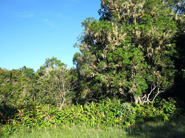 Les abords de la route avant de retrouver le sentier de Grande Terre