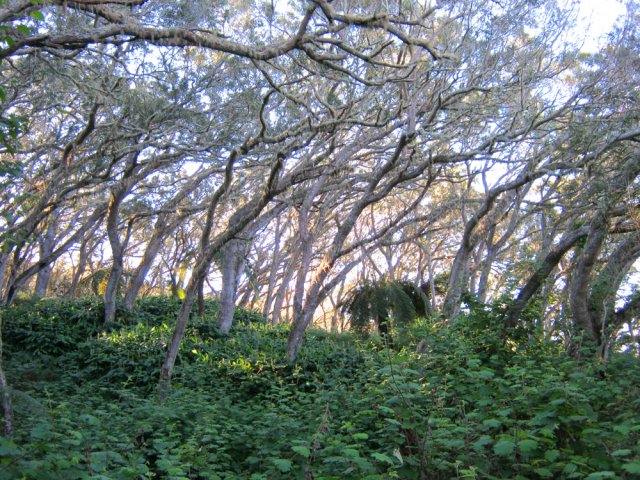 Toute cette région est constituée de grandes forêts de tamarins