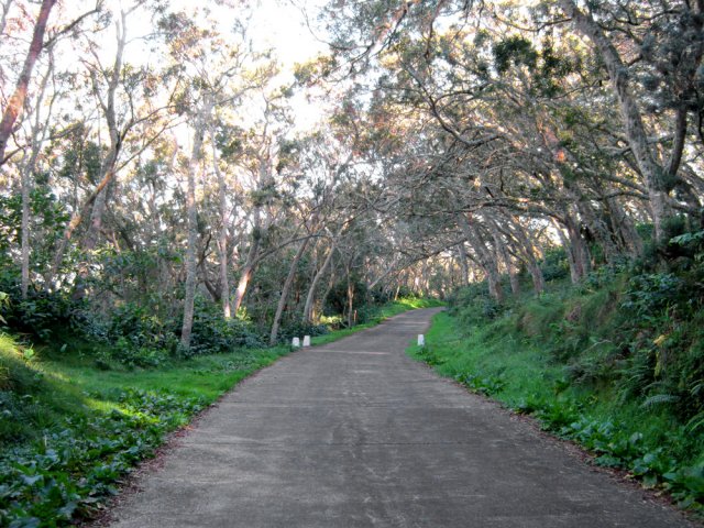 Fin de la montée à la Route Forestière des Tamarins près du sentier du Gol