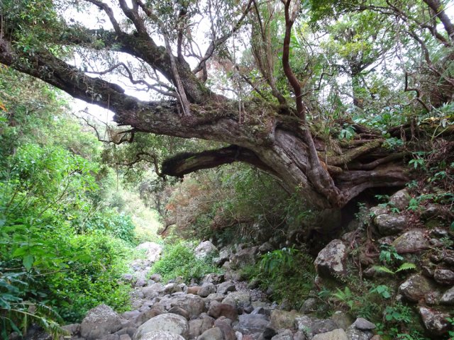 Gros tamarin des hauts couché au-dessus du Bras de Jeanne
