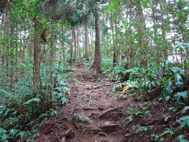 Ces racines peuvent être glissantes par temps humide