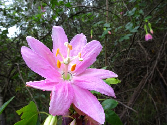 Les arbres et le sol regorgent de fleurs et de fruits de barbadines