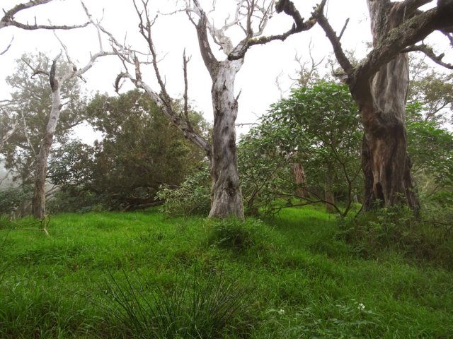 Les prairies ressemblent plus à de vastes clairières
