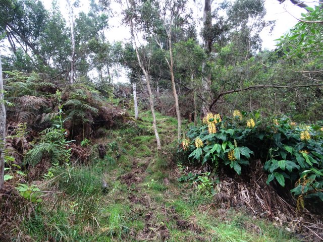 Forte montée un peu abîmée par les sabots des bovins