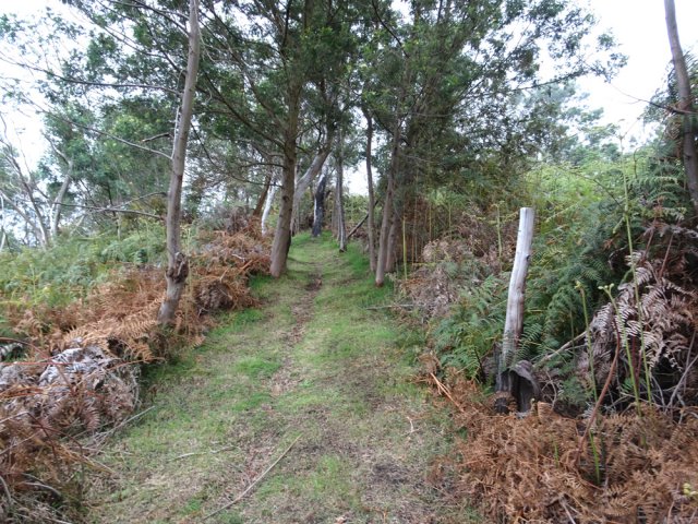 Début de la montée entre la multitude de fougères