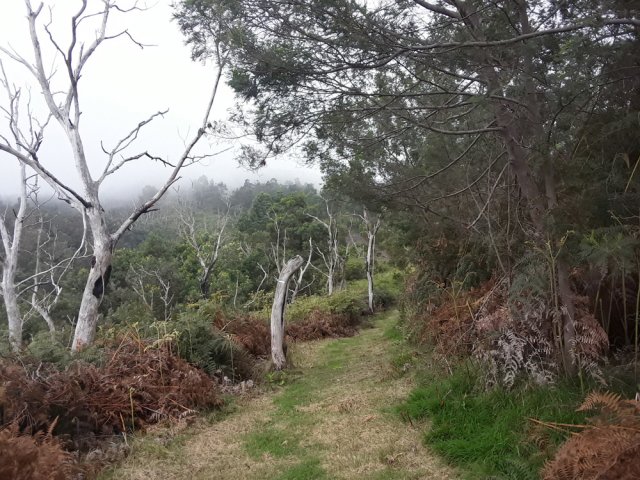 Les acacias noirs ont vite remplacé les tamarins incendiés