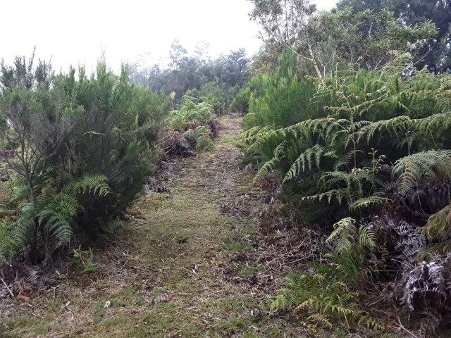 Sentier pentu entre branles et fougères