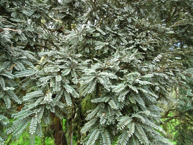 Un superbe petit tamarin en bordure du Bras Mouton