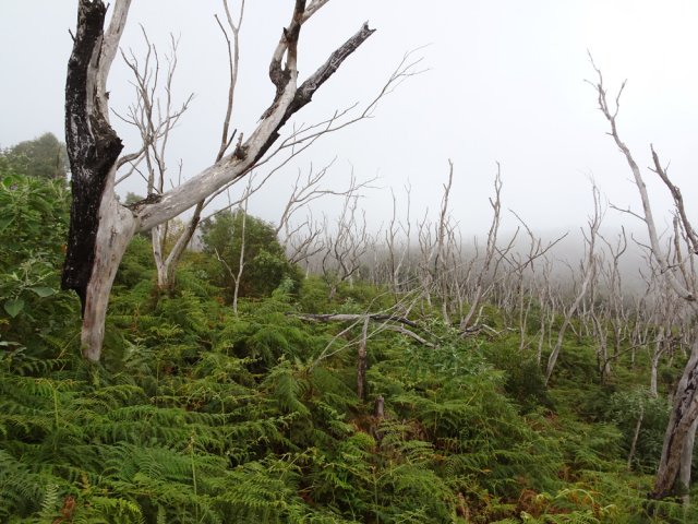 Un bien triste spectacle que ces cadavres de tamarins carbonisés mais toujours debout
