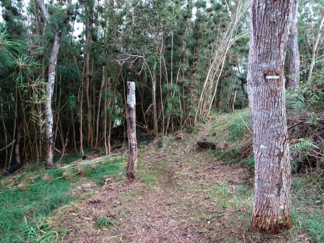 Le sentier oblique vers la droite pour rejoindre la ligne domaniale