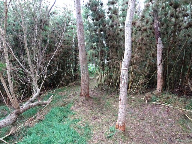 Les calumets recouvrent de vastes surfaces
