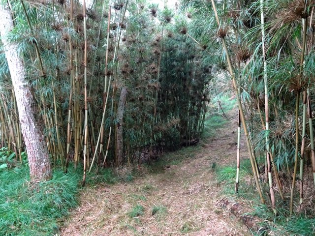 Le sentier y est très agréable s'il est entretenu