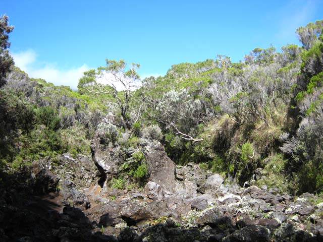 Un jeune tamarin réussit à pousser sur un rocher au milieu de la ravine