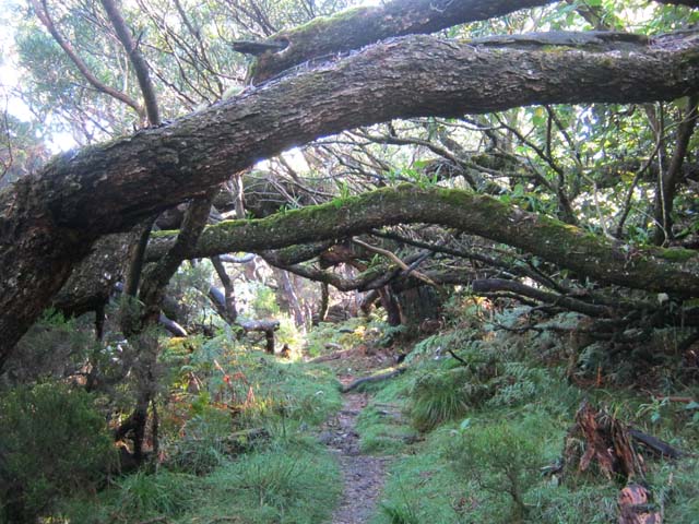 Les tamarins couchés sur le sentier continuent à vivre