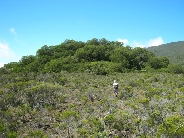 Le Piton Coco est couvert de beaux tamarins très touffus