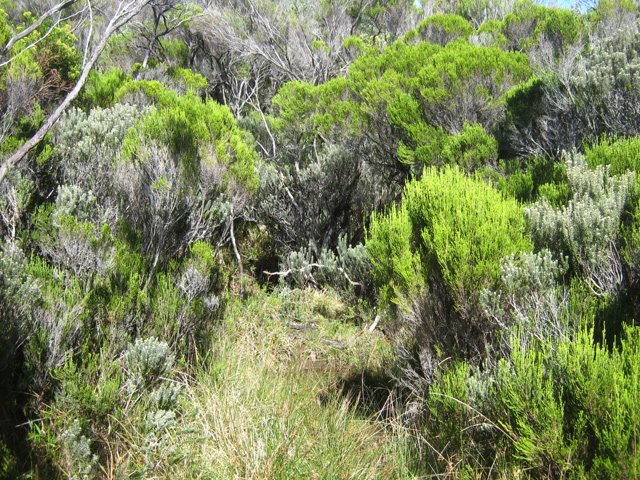 Prendre l'un ou l'autre des chemins créés par les bovins