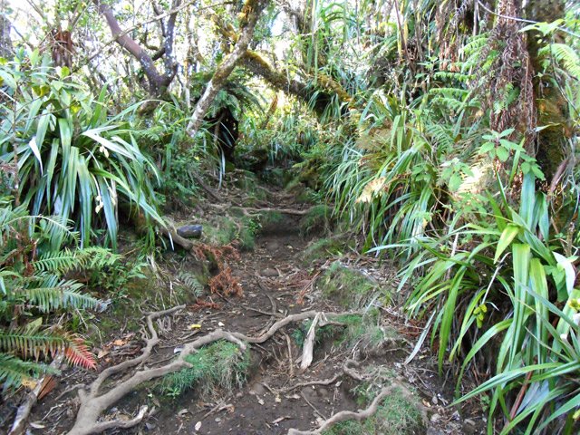Une rare partie non boueuse du Sentier du Trou de Fer