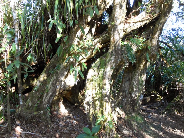 On rencontre d'énormes bois maigres aux tronc biscornus