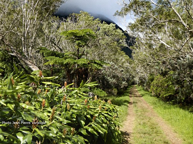 Profiter, avant la route, de la belle végétation de la Forêt de Bélouve