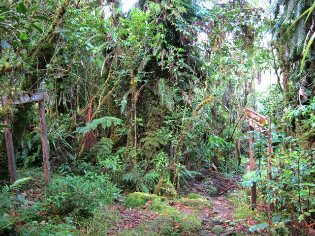 Le pauvre Sentier Mazerin est désormais bouché sur de longs tronçons
