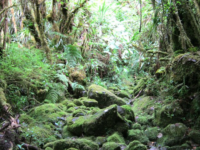 Le sentier vers le Bras des Lianes emprunte un petit affluent de la Ravine Mazerin