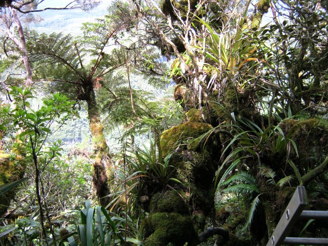 Une idée de la végétation moussue près des échelles