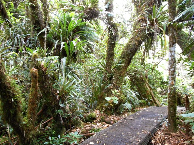 Magnifique forêt traversée par un très long plancher, plus propre que la boue