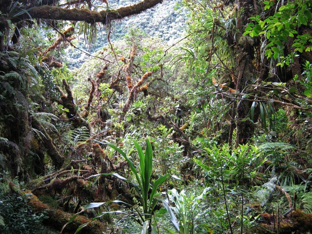 La forêt est totalement inextricable