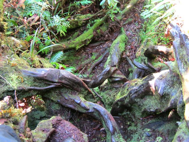 Les racines de branles, très glissantes, barrent souvent le sentier