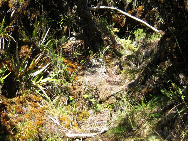 Les parties moussues sont spongieuses et gorgées d'eau