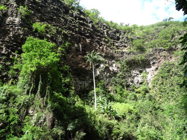 Bananiers et palmistes ne risquent aucun braconnage en raison de la difficulté d'accès