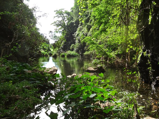 Taros et lianes envahissent de plus en plus le lieu