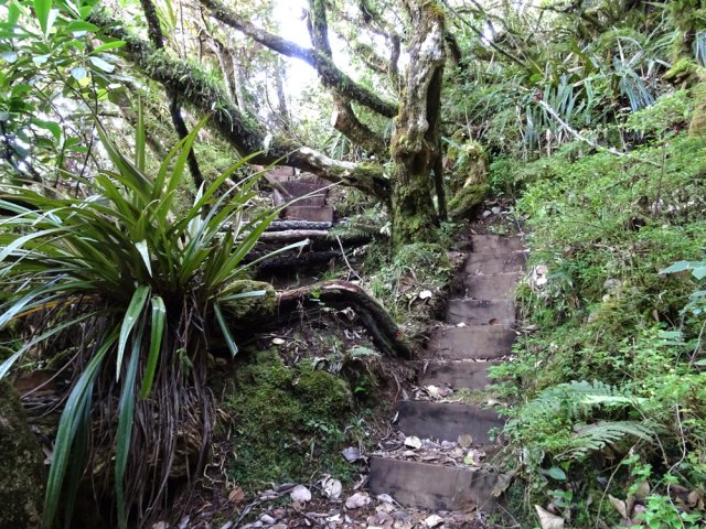 Les derniers hectomètres de forêt de bois de couleurs
