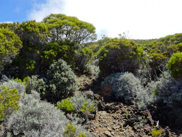 Une autre vue du sentier qui monte faiblement