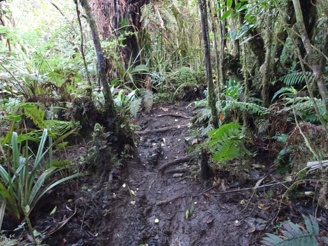 Sentier très boueux en début de forêt à travers les racines