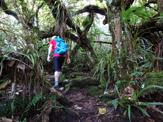 Belle forêt avec racines qui imposent de lever le pied