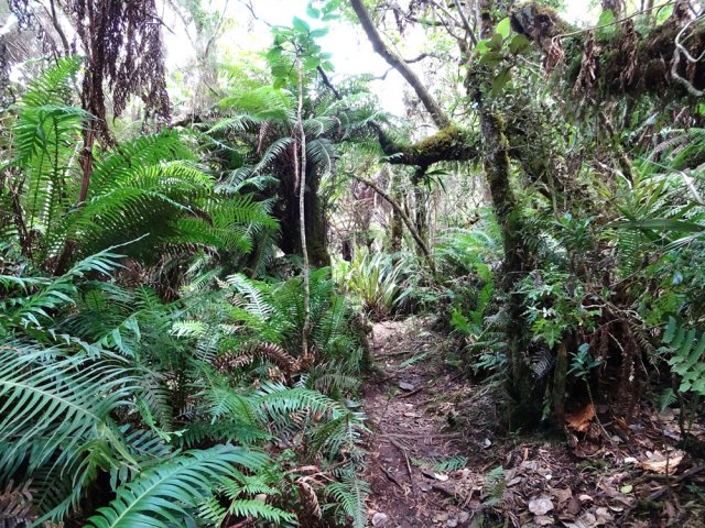 C'est un plaisir de marcher avant d'arriver aux marches en bois