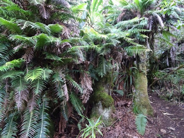 Blechnum attenuatum adorent s'accrocher aux fanjans