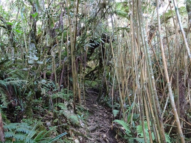 Le sentier traverse une zone couverte de calumets endémiques