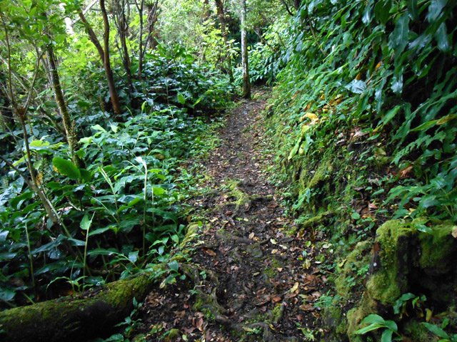 Les longoses bordent le sentier sans l'envahir
